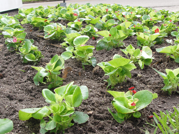 css-landscaping-projects-10