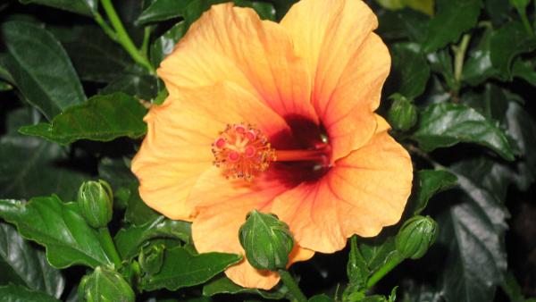 css-landscaping-projects-13