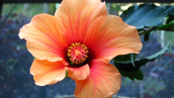 css-landscaping-projects-14